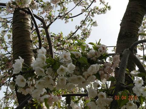 Description: Cherry tree blossom (Small)