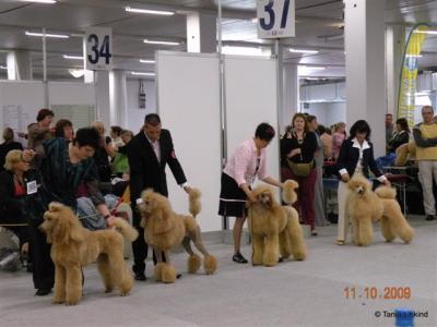 Apricot females Intermediate class 