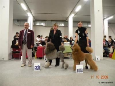 CACIB males placing